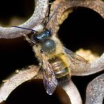 Wildbiene auf Nisthilfe